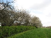 Heiligenwald
