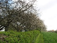 Heiligenwald