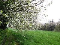 Heiligenwald